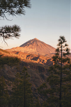 Majestic mountain peak bathed in warm golden light, rugged ridges and valleys creating depth, several pine trees silhouetted in the foreground against a clear pale blue sky