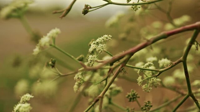 Close-up shot of wild white flower clusters blooming on slender stems by a country road under soft overcast daylight.