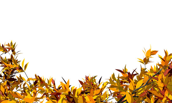Autumn tree branches with yellow leaves border on transparent background.