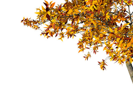 Autumn tree branches with yellow leaves border on transparent background.