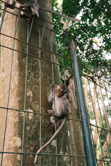 young monkey climbing in a metal fence © K