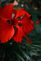 red hibiscus flower © K