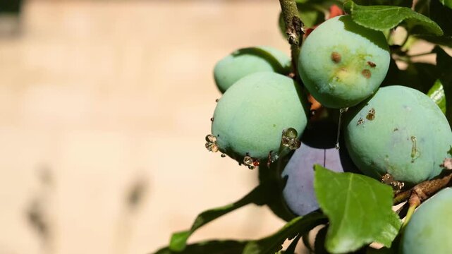 Green plums ripening on a summer tree branch