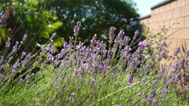 Lavender flowers blooming in a vibrant summer garden