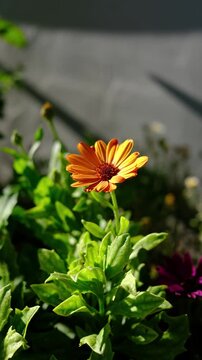 Vibrant orange daisy blooming in summer sunlight