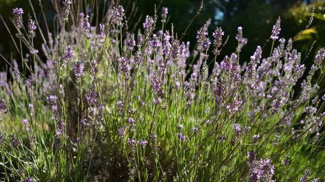 Lavender in bloom under summer sunlight