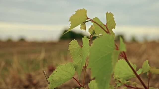 Close-up shot of a young grapevine sprout growing among dry grass in a rural field under soft daylight.