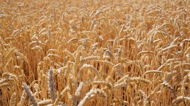 Golden dry wheat field under clear sky