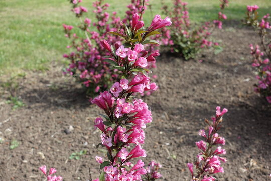 Carmine pink tubular flowers and bronze-purple foliage of Weigela florida in May