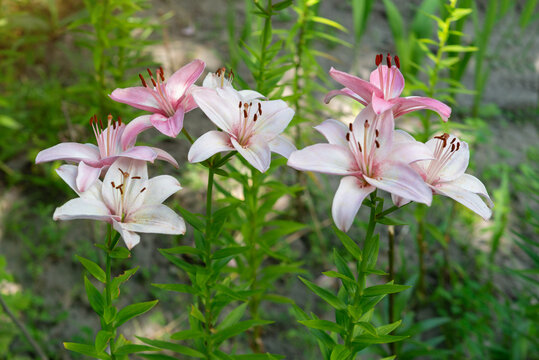 Delicate pink and white lilies blooming in a summer garden, beautiful fresh flowers with elegant petals and green leaves, natural floral background, peaceful botanical scene, vibrant beauty