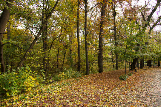 Autumn park path covered with colorful fallen leaves, peaceful green park landscape with tall trees, golden leaves, scenic walking trail, seasonal outdoor environment and calm natural atmosphere