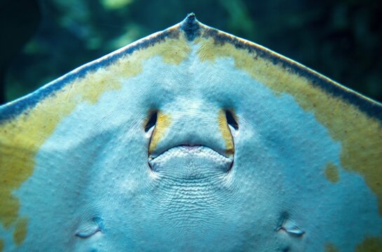 Stingray Underside Close-up at Aquarium