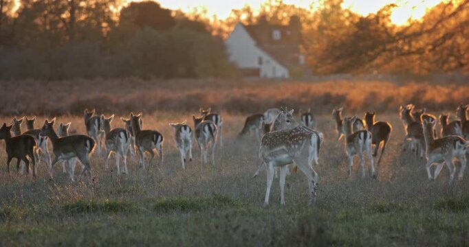 Fallow deer herd grazing on dry grass at autumn sunset, warm golden light bathing the peaceful countryside scene as animals feed and roam in a tranquil reserve