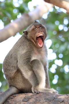 Monkeys of Asia
