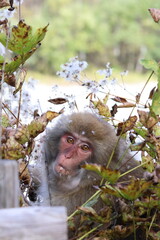 Monkey in Japan © יוסי הירש