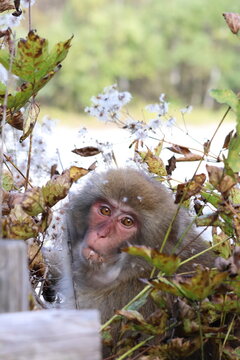Monkey in Japan