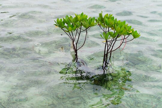 Young Mangrove Trees Growing in Shallow Coastal Water