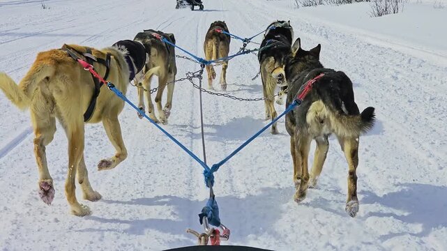 Winter dog sledding in Colorado captures a team of working dogs running along a snow packed trail, with pine forest, rugged hills, and expansive Rocky Mountain scenery ahead under blue sky.