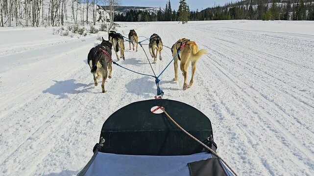 Dog sledding POV moves through a quiet snow covered wilderness as a harnessed husky team runs ahead, framed by mountain forests, broad trails, and warm winter sunshine in bright daylight.
