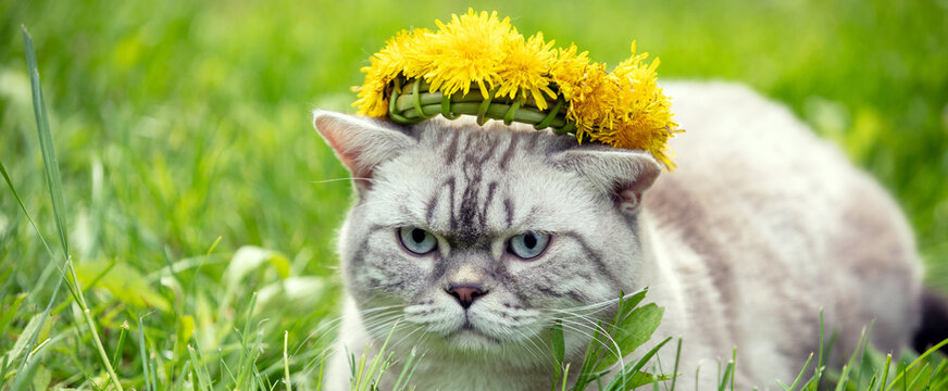 Siamese cat crowned dandelion chaplet lying on the grass in the summer garden