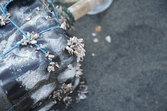 Close-up macro shot of small gooseneck barnacles and sea shells attached to a weathered plastic float tied with blue rope on a coastal fishing beach, ocean waste and marine biology concept.