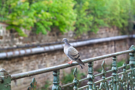 Rock Pigeon perched on decorative iron railing
