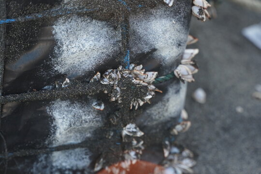 Close-up macro shot of small gooseneck barnacles and sea shells attached to a weathered plastic float tied with blue rope on a coastal fishing beach, ocean waste and marine biology concept.