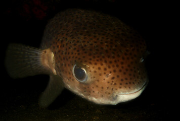 Pufferfish Swimming Near Coral Reef in Caribbean Sea © gustavo