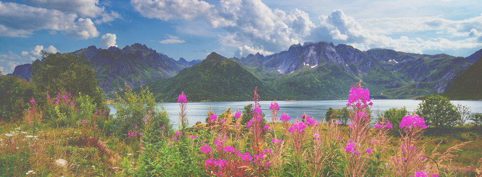 View of the fjord. Rocky sea shore with reflection, blue cloudy sky and blossoming pink flowers. Wilderness, beautiful nature of Norway.
