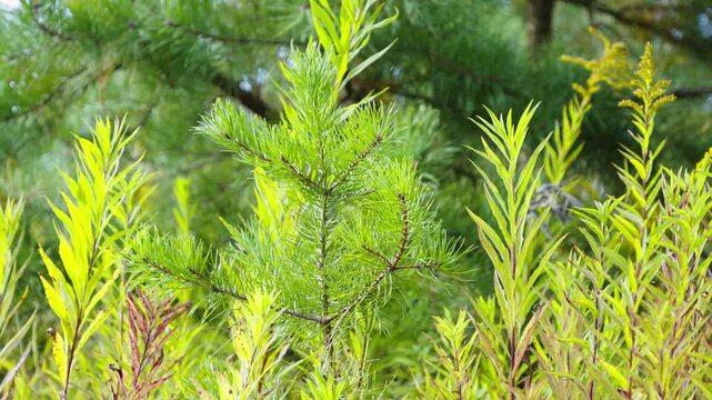 A young pine sapling grows surrounded by lush green grass and vibrant summer foliage in a peaceful forest clearing.