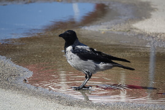 the hooded crow (Corvus cornix)