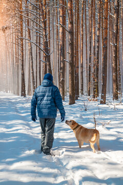 Man and dog are best friends. A man and a dog are walking along a road in a snowy forest on a winter sunny day