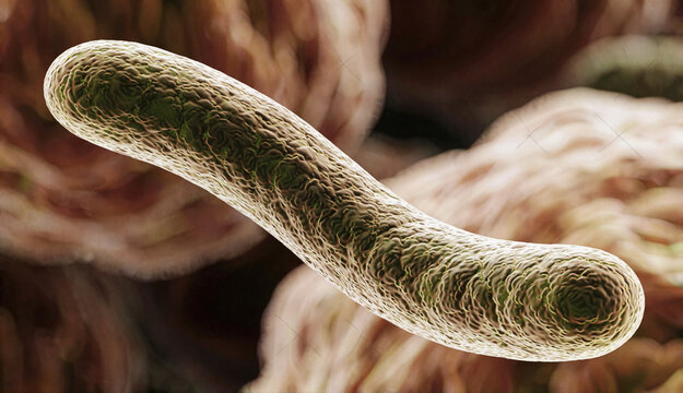 Microscopic view of a single rod-shaped bacterium under magnification