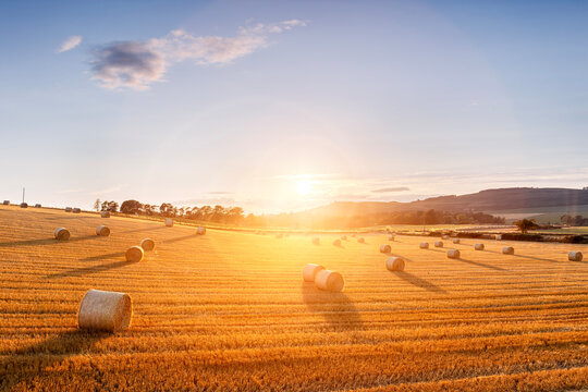 Hay bales in golden field with sunset summer background