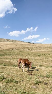 Mare and foal grazing together in La Molina Pyrenees mountains