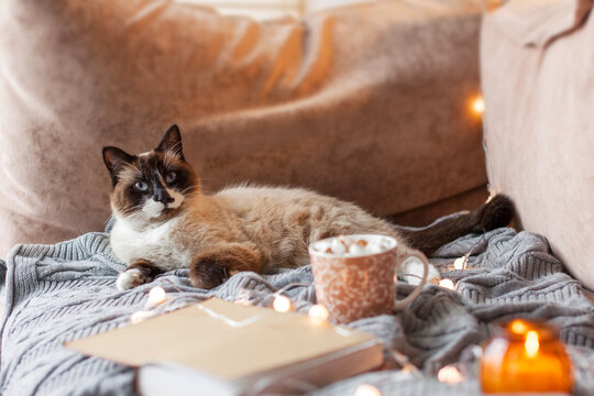 Siamese cat lies on soft throw beside mug and book. Relaxed feline gazes toward viewer with blue eyes, while warm lights lend snug, restful mood to this home portrait, its fur and whiskers in view.