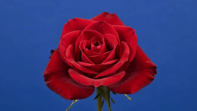 Single deep red rose slowly blooming open on stem against solid blue screen studio background
