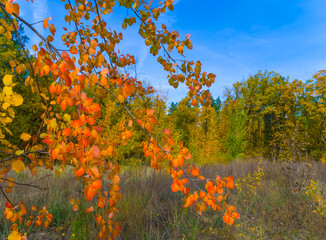 closeup red dry aspen tree bramch in the forest, autumn outdoor scene © Yuriy Kulik
