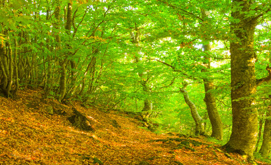 beech forest growth on the mount slope covered by red dry leaves © Yuriy Kulik
