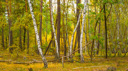 autumn red forest glade, calm and peaceful outdoor seasonal scene © Yuriy Kulik