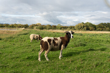 portrait of a unique piebald Jacob sheep with four horns looking at the camera © Raisa