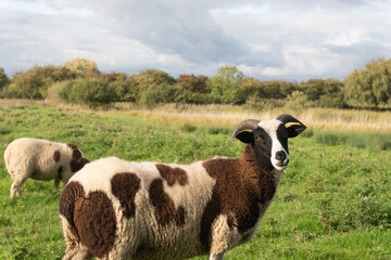 Portrait of a rare four-horned Jacob sheep in a pasture © Raisa