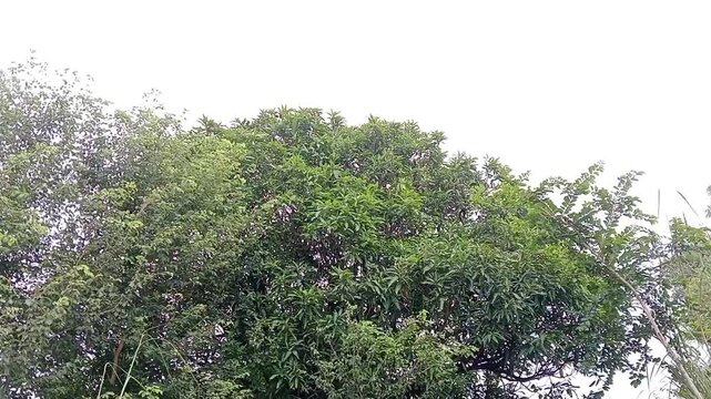 close up shot of green mango tree with sheesham leaves framing the side