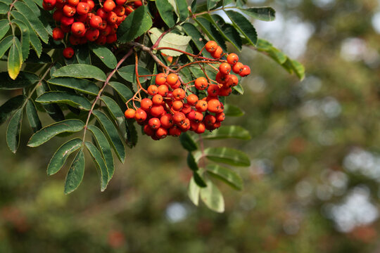 Bright red rowan berries growing on a tree in autumn