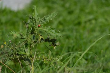Small red ladybug resting on a prickly green weed © Raisa