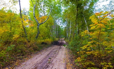 ground road among the red autumn forest © Yuriy Kulik