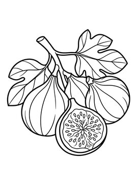 Fresh Figs on Branch Vector Line Art - Common Fig Fruit and Half Slice Coloring Page Outline