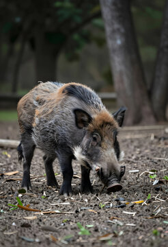 Wildlife conservation and biodiversity, wild boar foraging in forest habitat, nature and ecosystem balance with feral pig in natural woodland environment