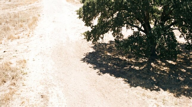 Dry dirt path beside a green oak tree casting shade over parched golden grassland