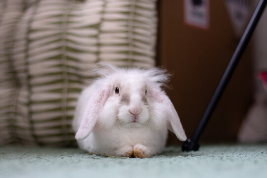 Cute fluffy white lop-eared rabbit sitting on a green carpet indoors
